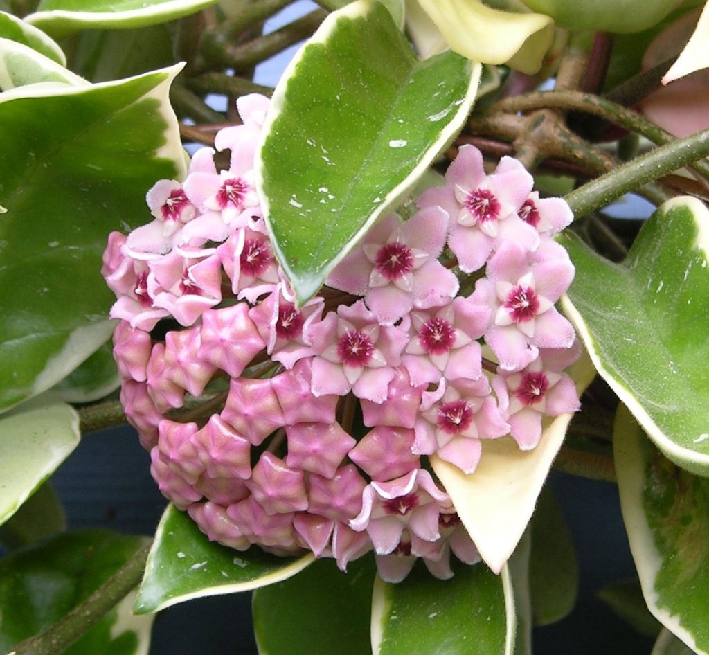 Hoya carnosa krimson queen