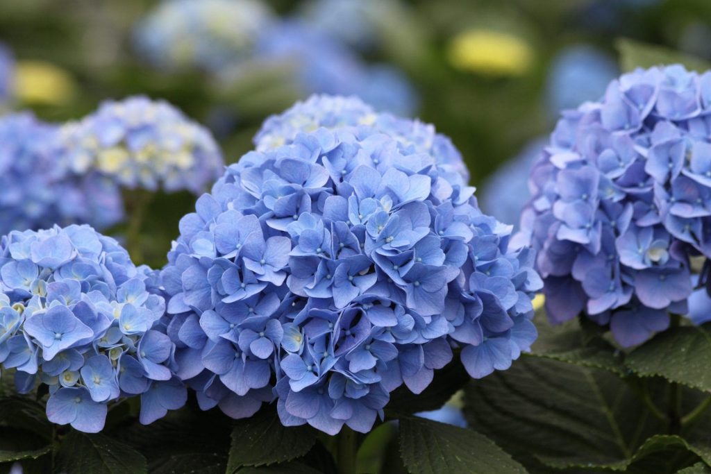 Paglalarawan ng larawan ng Hydrangea kiushu