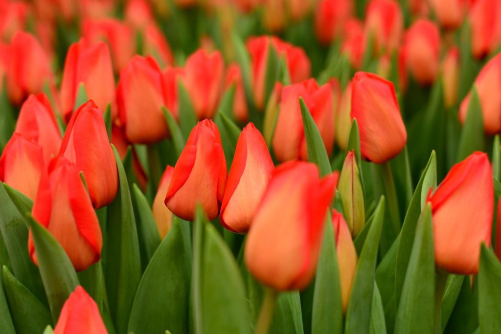 Tulipe lalibela photo