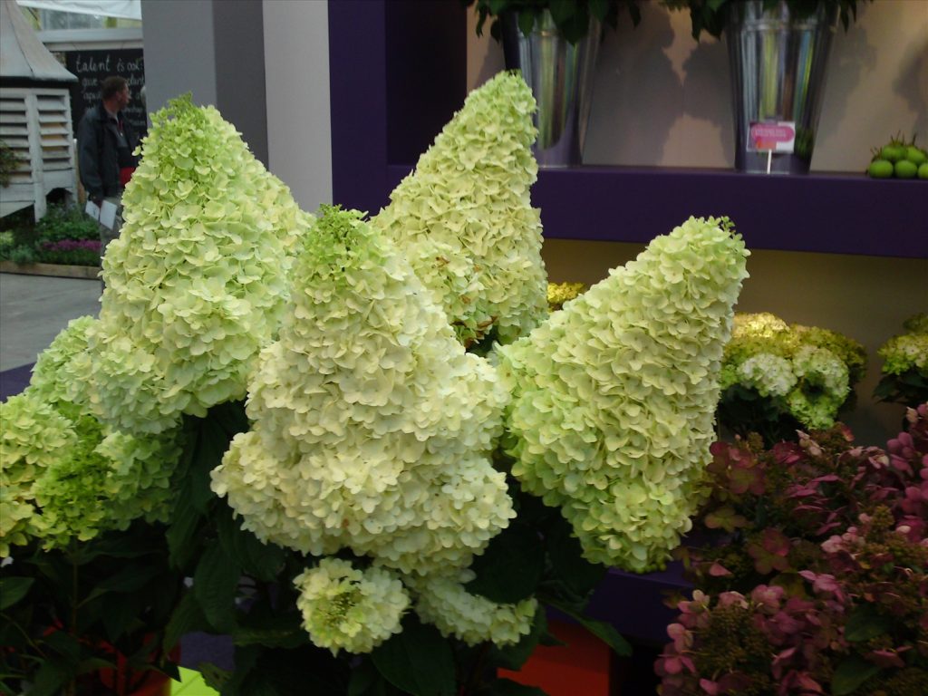 Hortenzia paniculata varázslatos holdfény