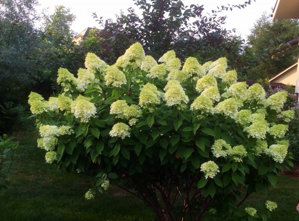 Photo d'hortensia magique au clair de lune