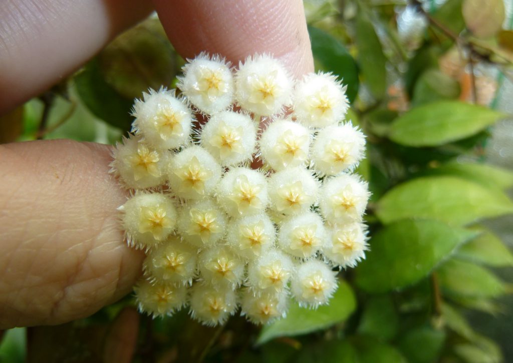 Hoya lacunosa popsicle litrato