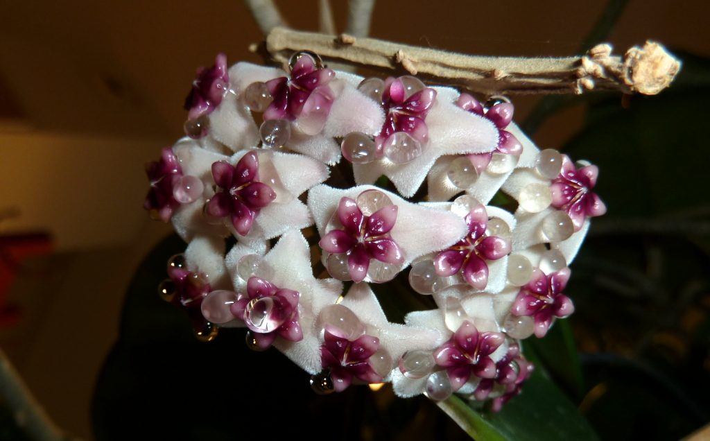 Hoya obovata variegata splash