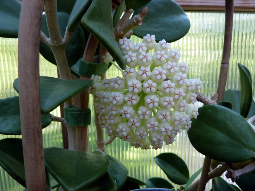 Hoya pachyclada litrato