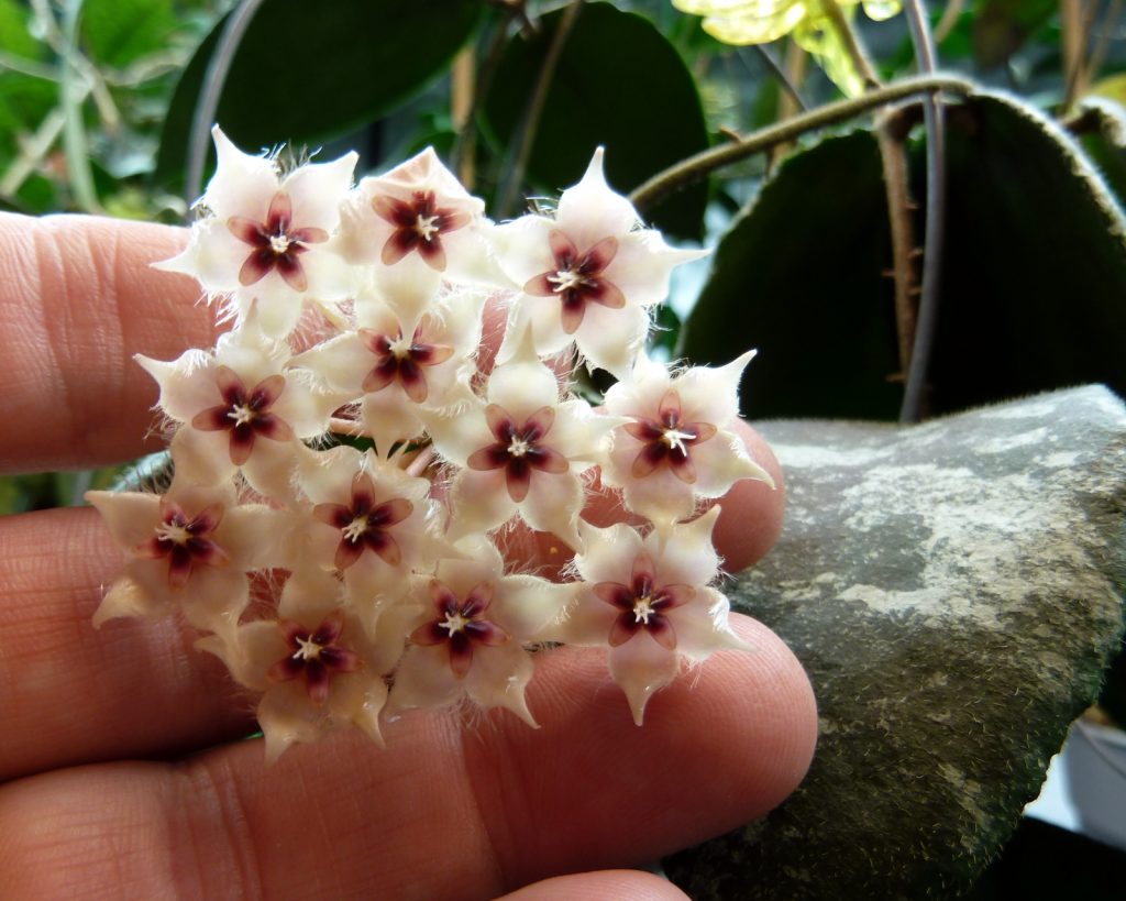 Hoya Caudata Silver