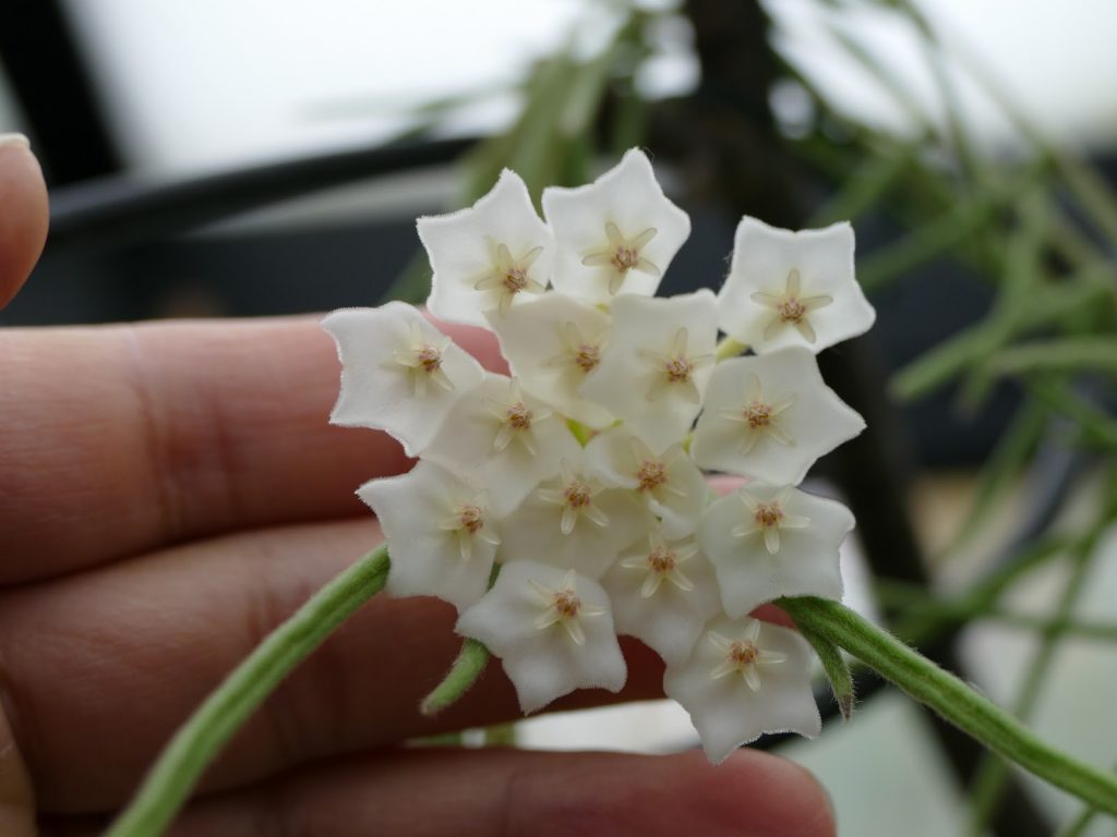 Pag-aalaga ng Hoya linearis