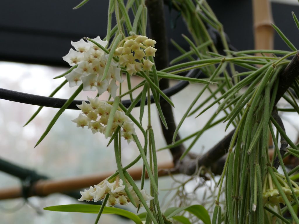 Hoya linearis