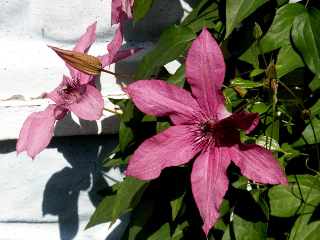 Clematis barbara larawan at paglalarawan