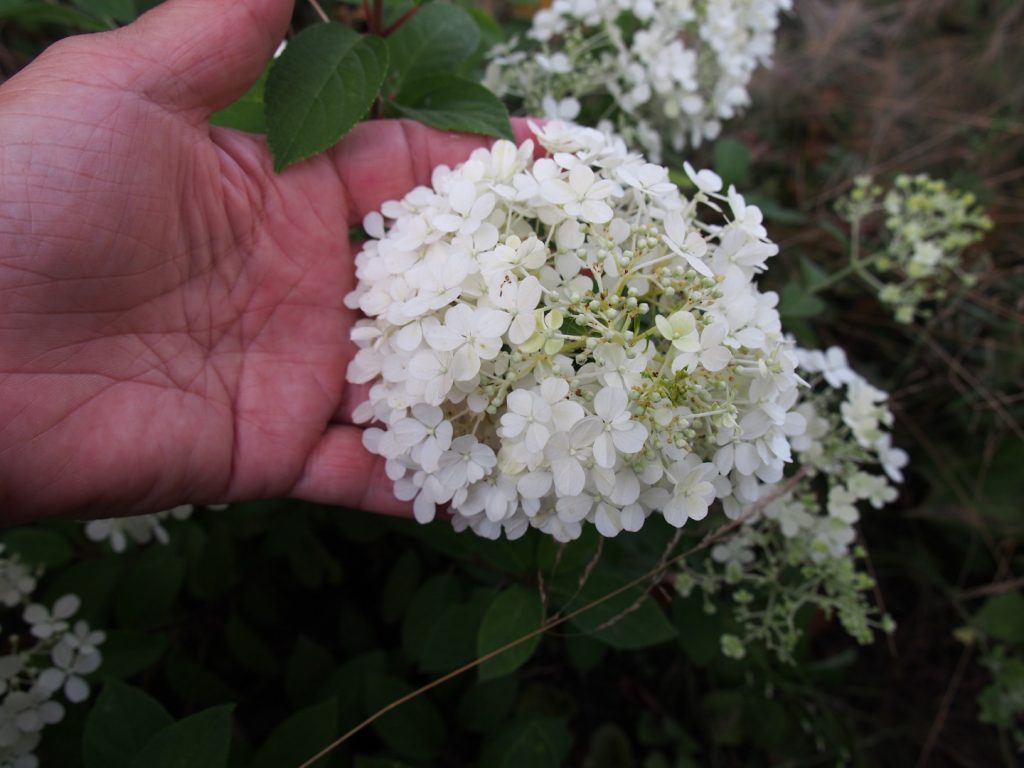 Diamantino panicle hydrangea