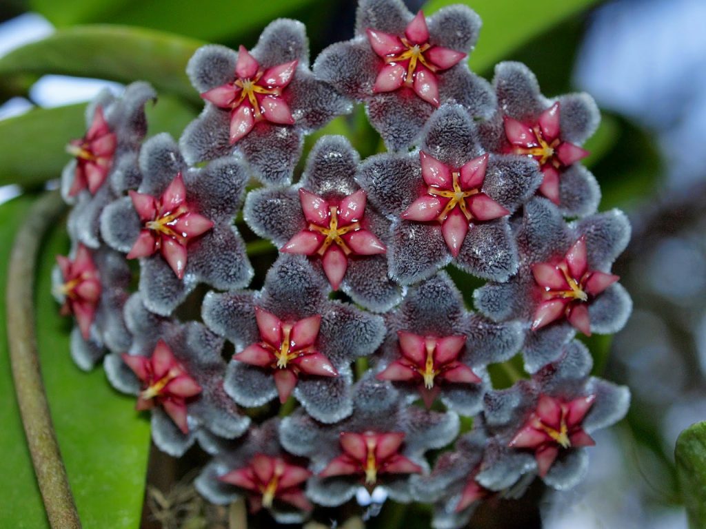 Hoya pubicalix silver splash