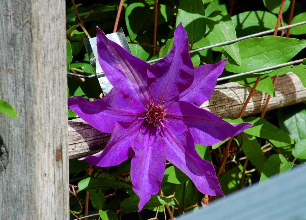 Ang pangulo ng Clematis ay sumakay at aalis