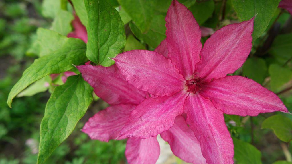 Mga pagsusuri sa Clematis barbara