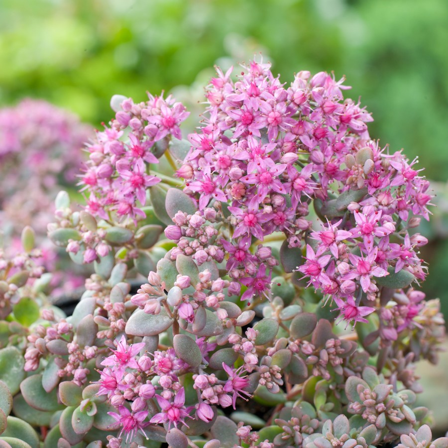 Sedum ewersii