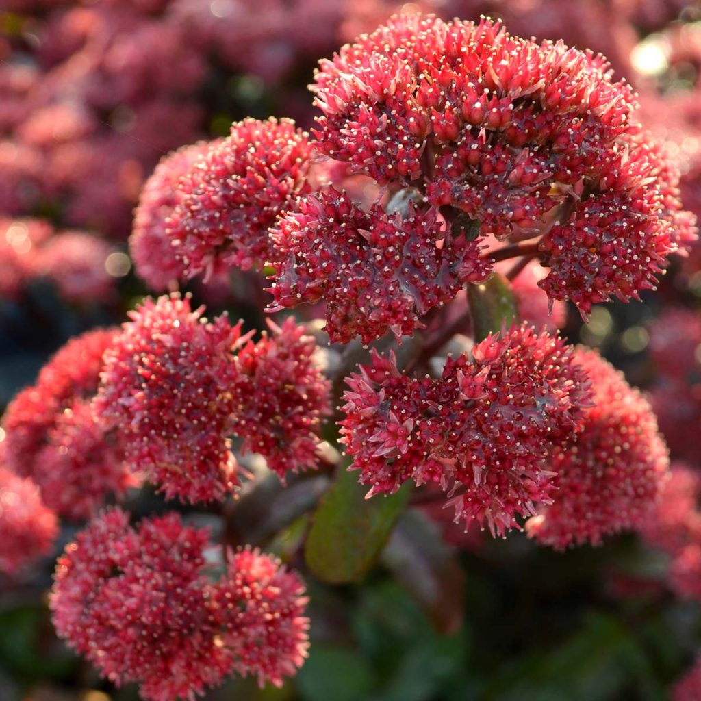 Larawan ng sedum purple