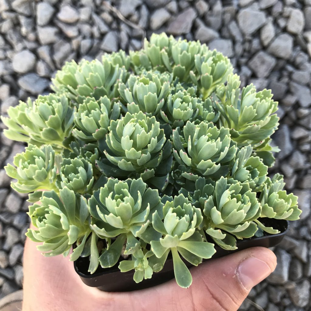 Stonecrop Kamchatka sedum