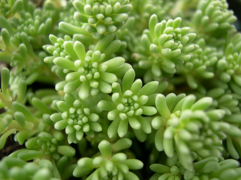 Sedum na bulaklak