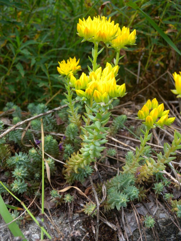 Sedum nakatiklop na larawan