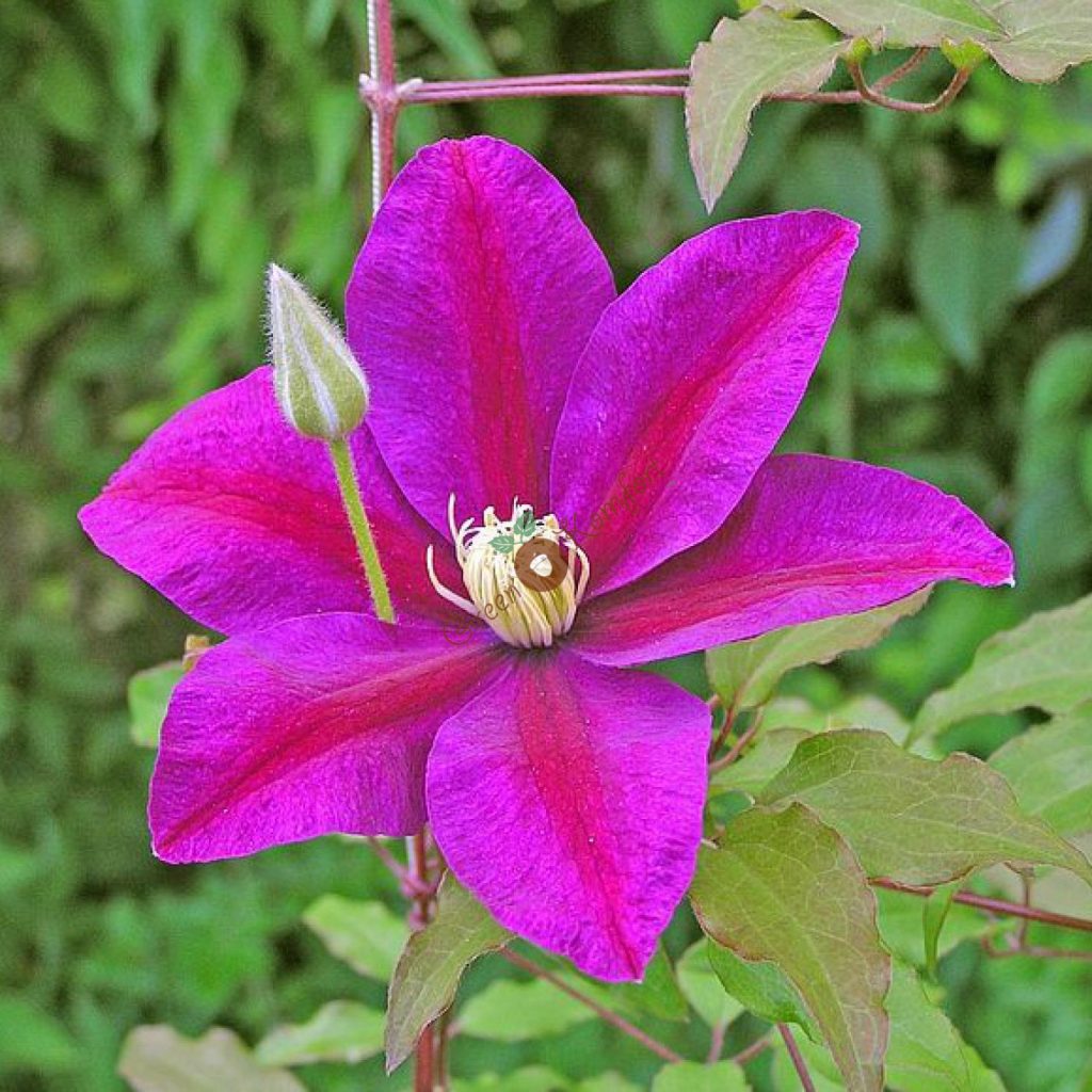 Sunset clematis litrato