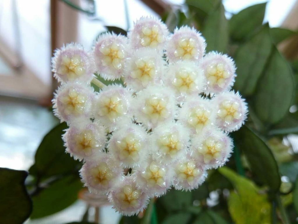 Hoya lacunosa litrato