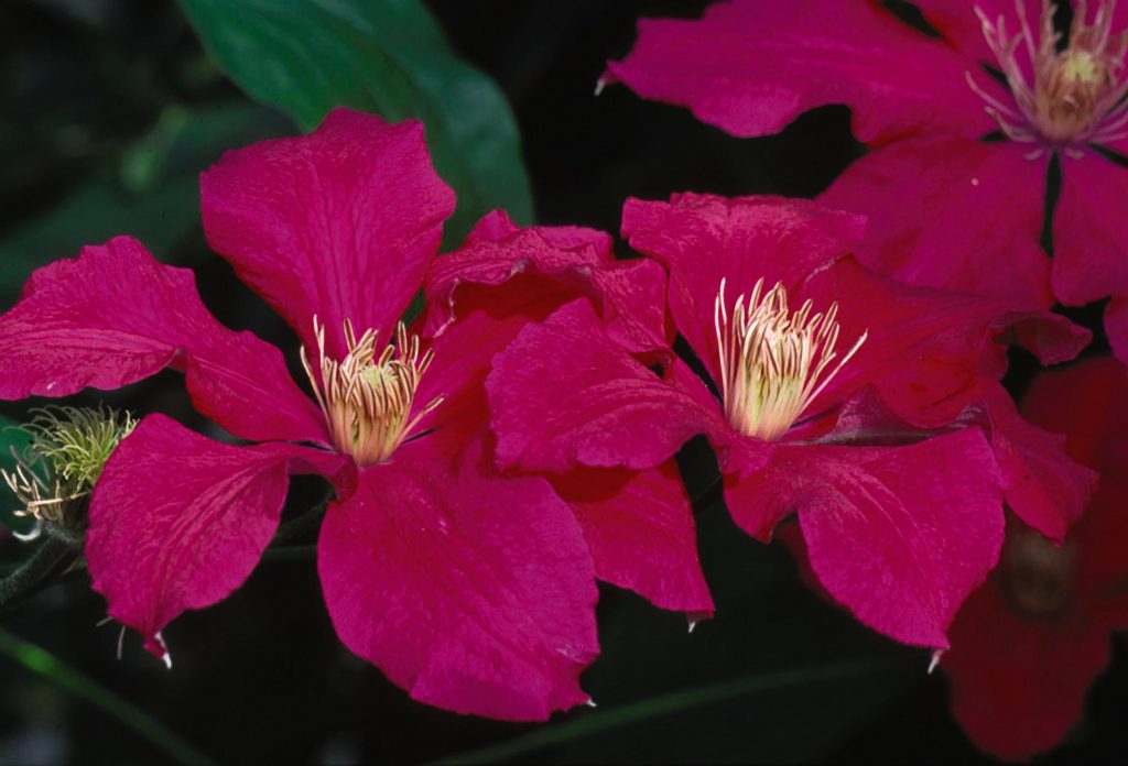 Mga pagsusuri sa Clematis Ernest Markham