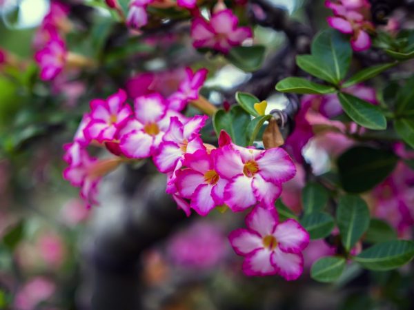 Exotic Adenium - ang mga intricacies ng paglipat sa bahay