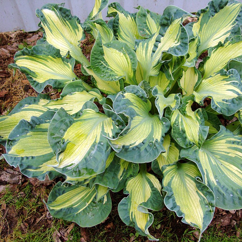 Hosta Golden Meadows: activités