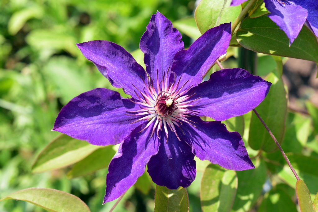 Paglalarawan ng Pangulo ng Clematis