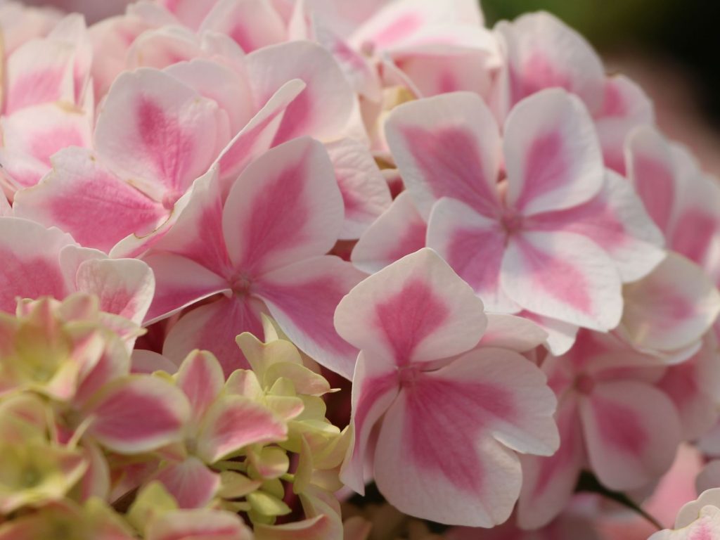 Hydrangea menthe poivrée à grandes feuilles