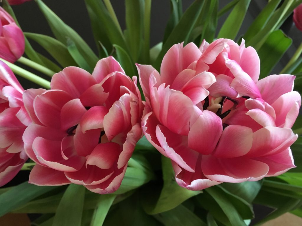 Prix ​​des tulipes pivoine