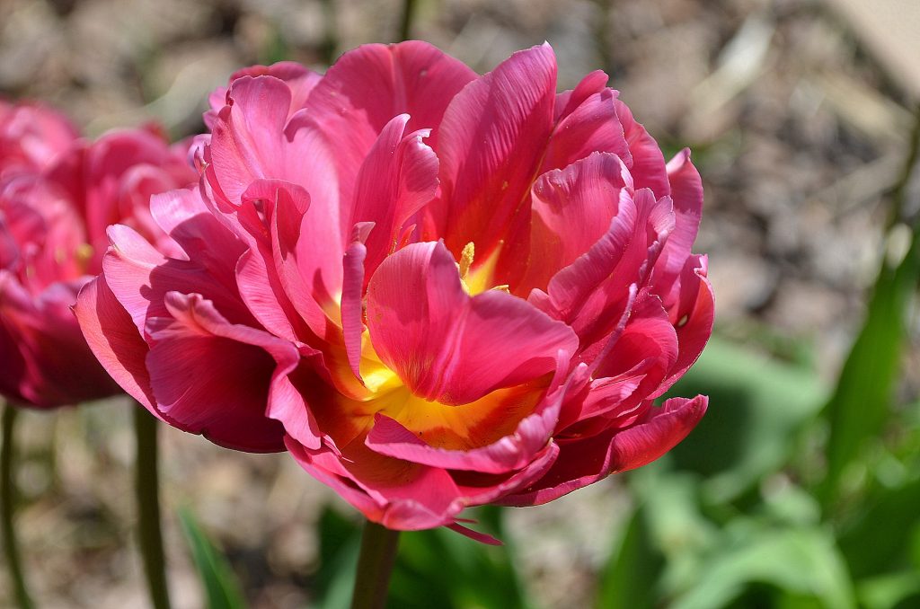 Nom de la variété de tulipe pivoine