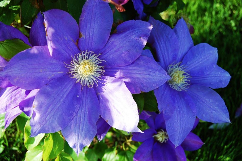 Clematis Manchu larawan at paglalarawan