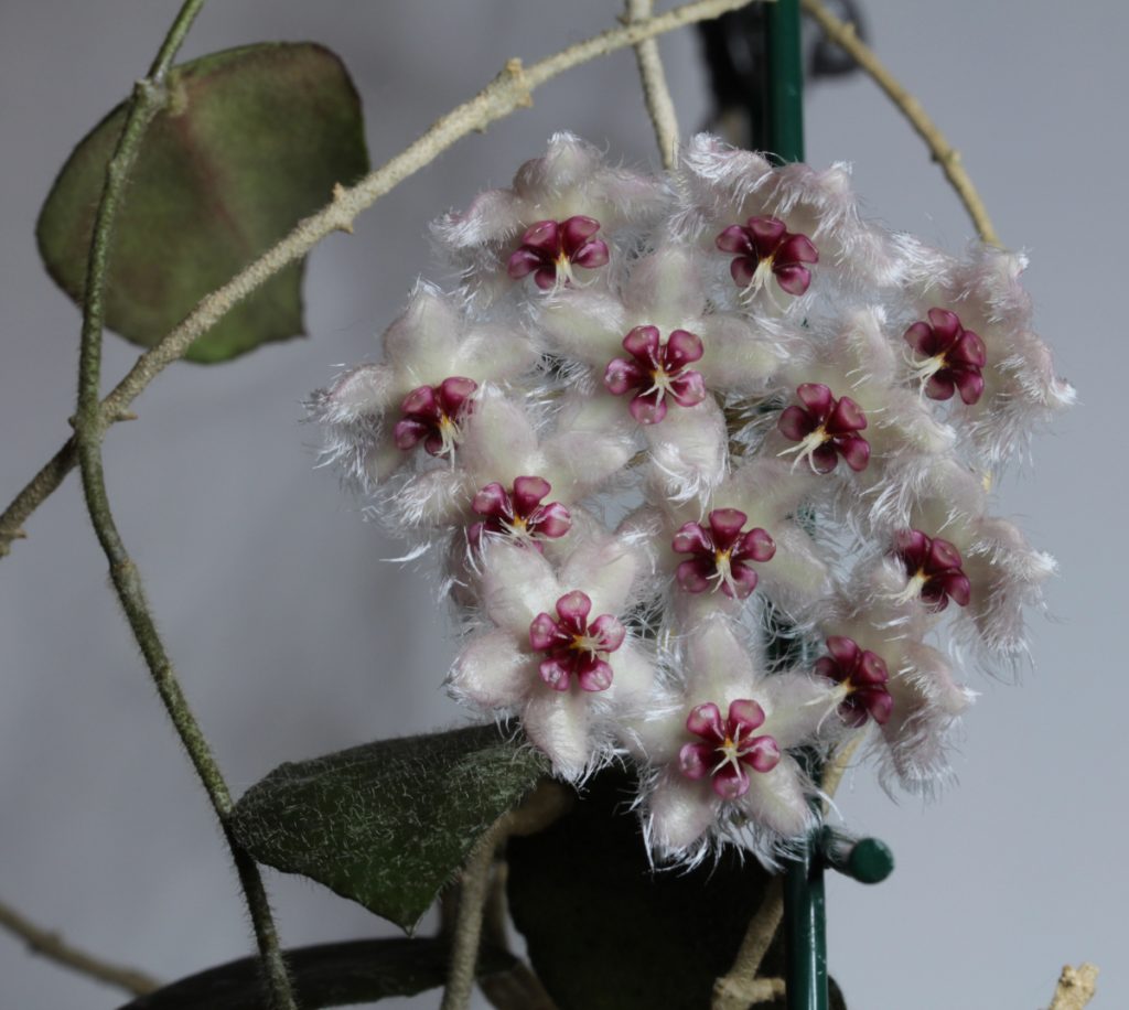 Hoya caudata sumatra