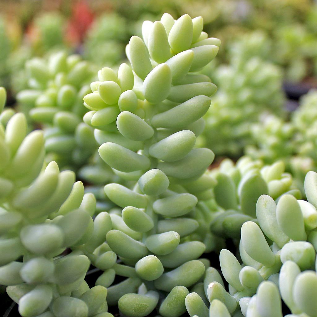 Sedum burrito