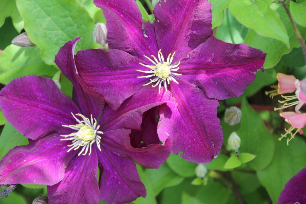 Avis sur Clematis Gypsy Queen