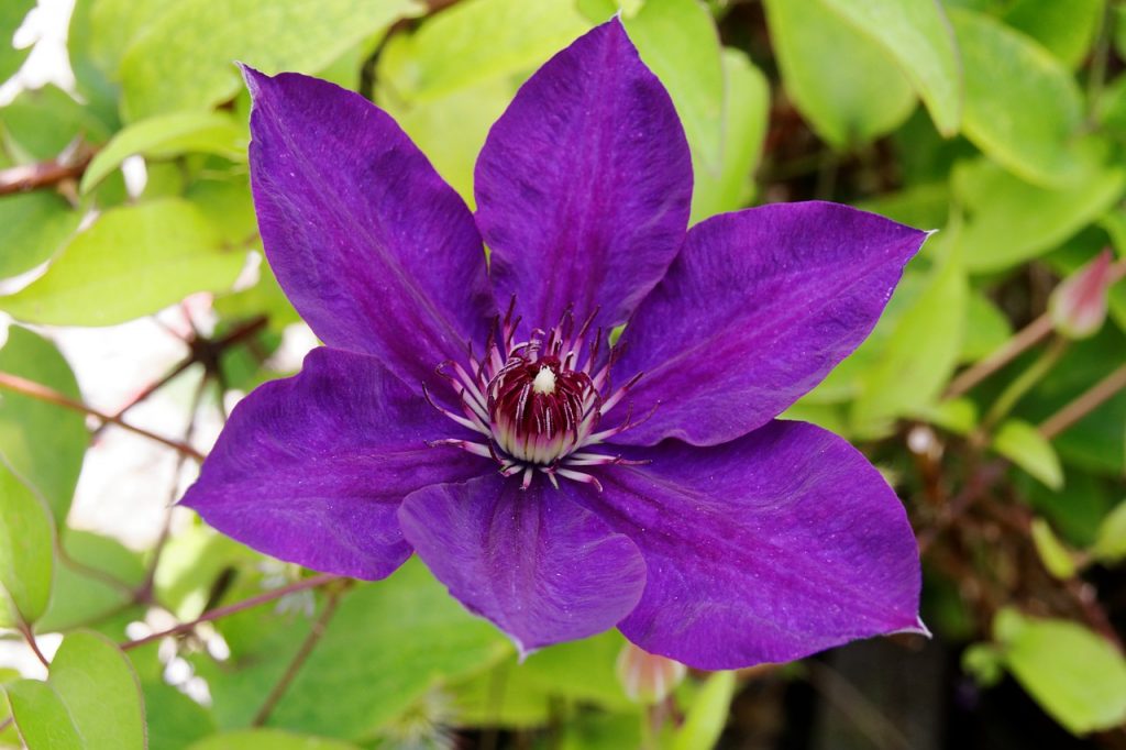 Clematis Gypsy Queen