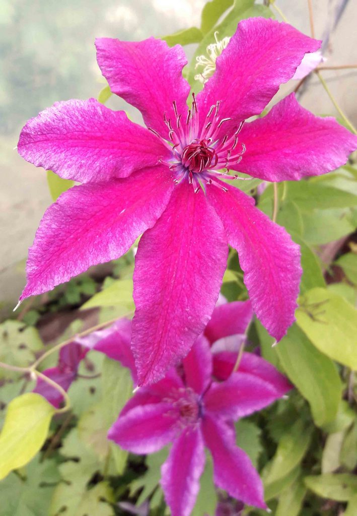 Clematis barbara