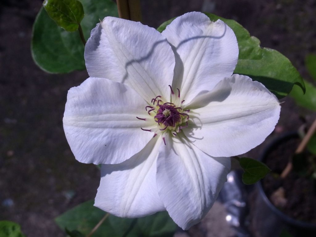 Avis sur Clematis Queen Yadwig