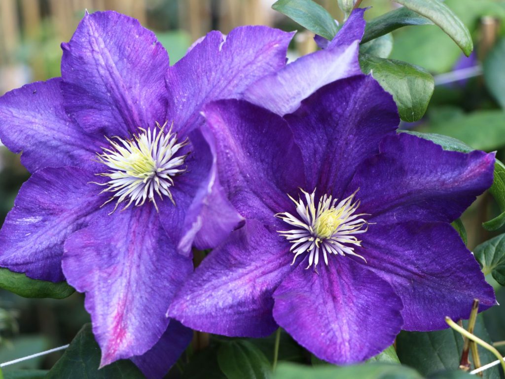 Larawan sa paglalarawan ng Clematis Manchu