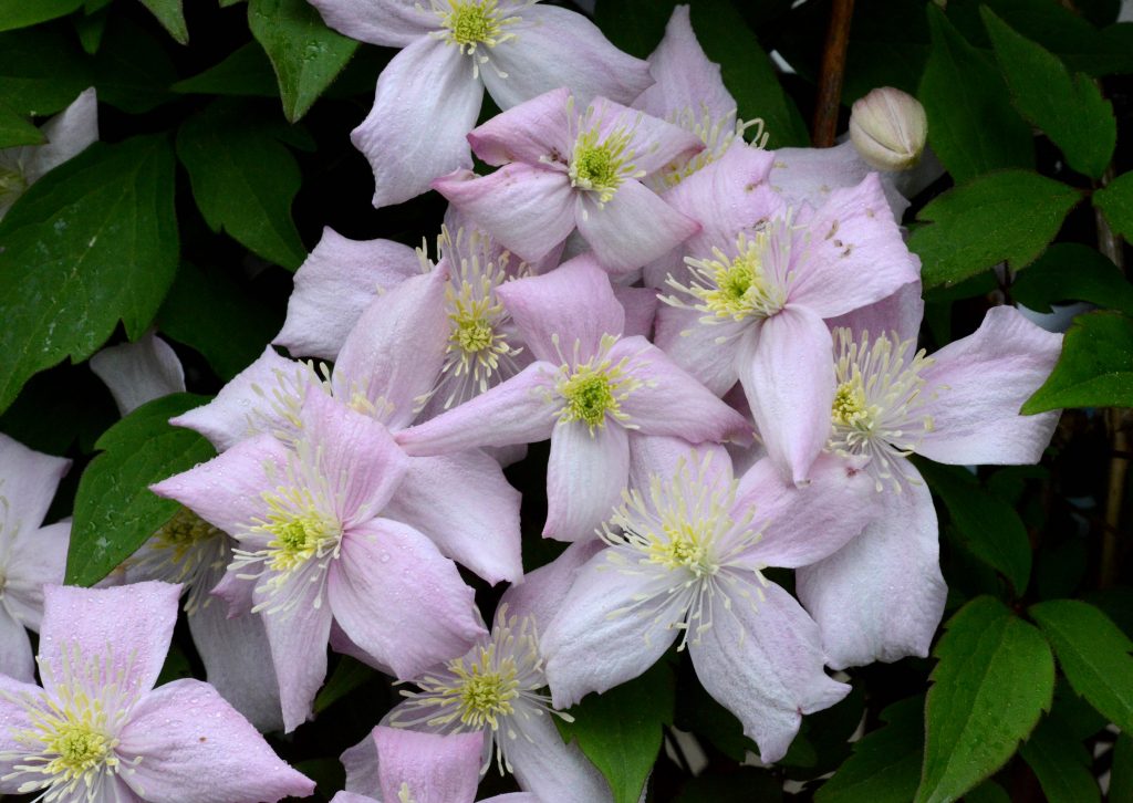 Clematis Queen Yadwig photos