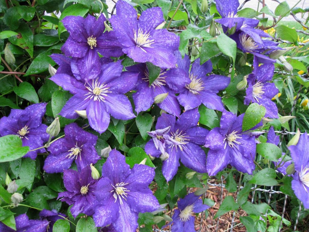 Clematis Manchu