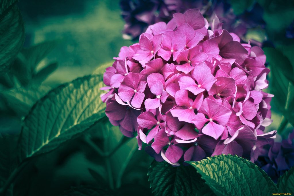 Terrain pour hortensia