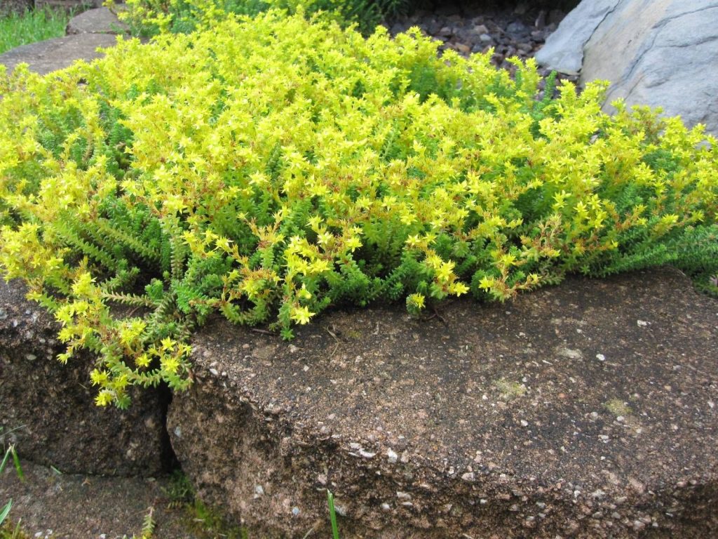 Mga uri ng larawan ng cover ng sedum ground