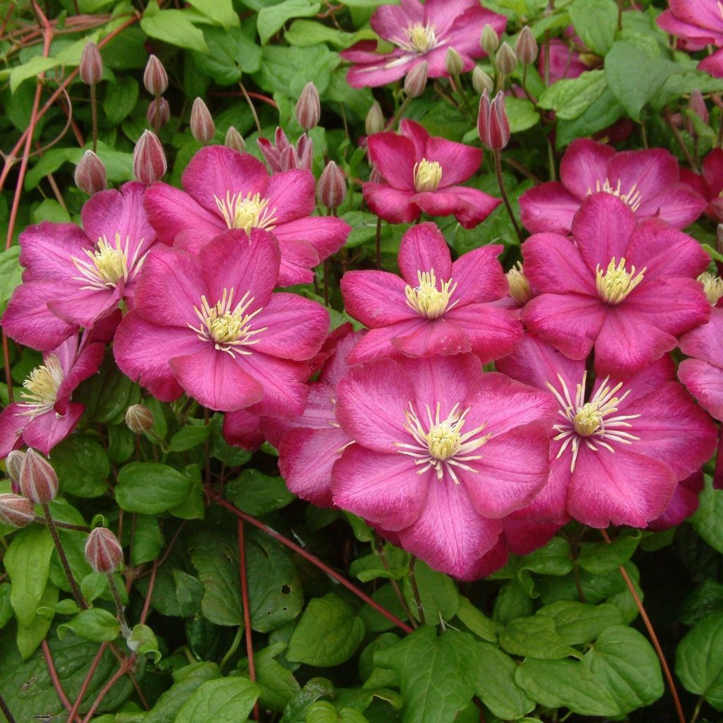 Groupe de parage Clematis Ville de Lyon