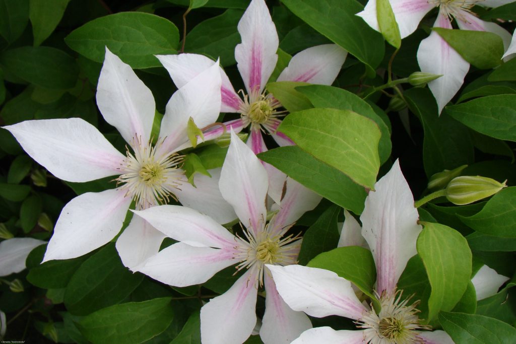 Groupe de taille Clematis andromeda