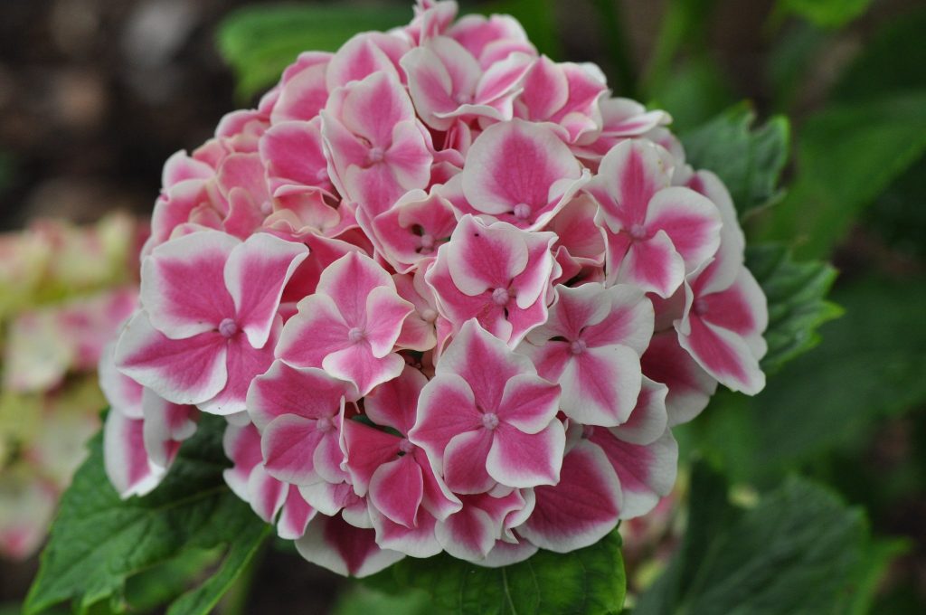 Hortensia à grandes feuilles de menthe poivrée