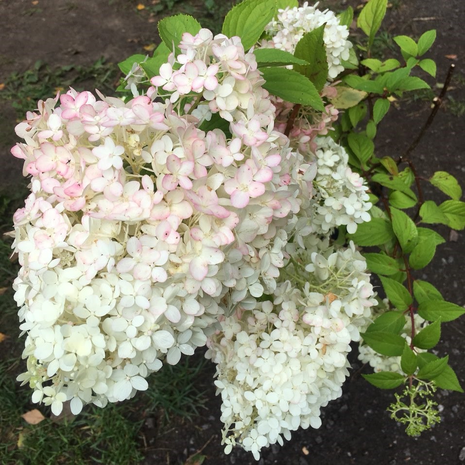 Hydrangea diamantino