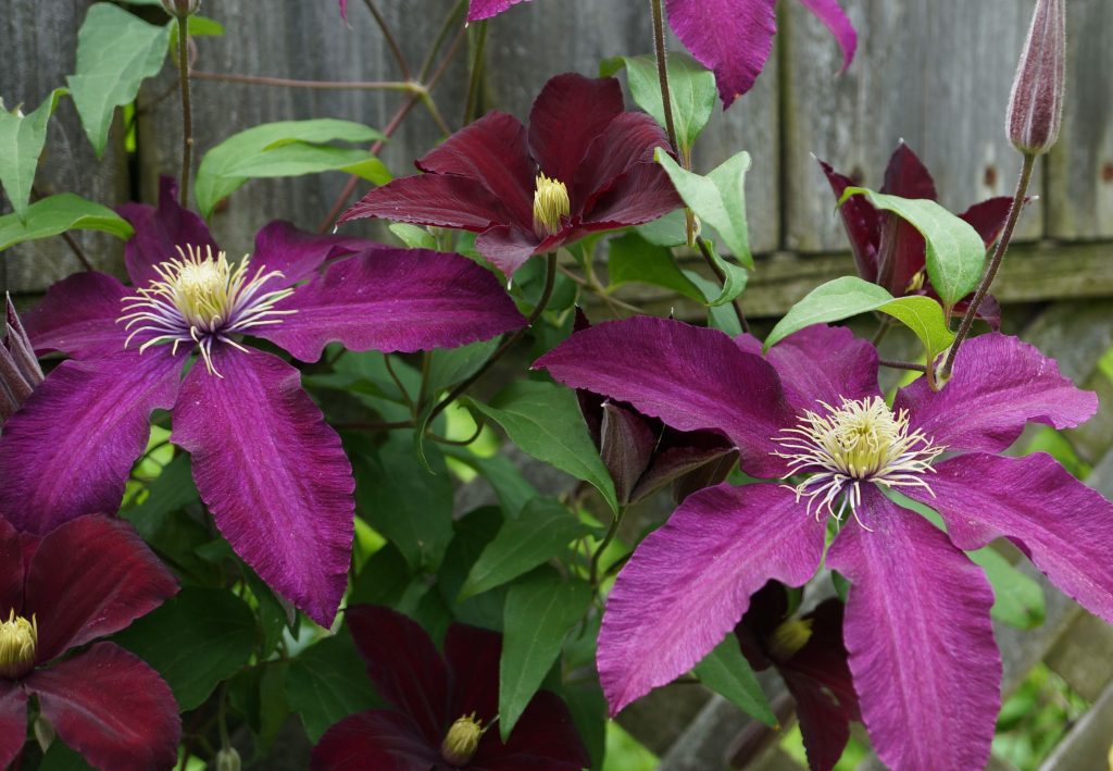 Photos de Clematis Niobe