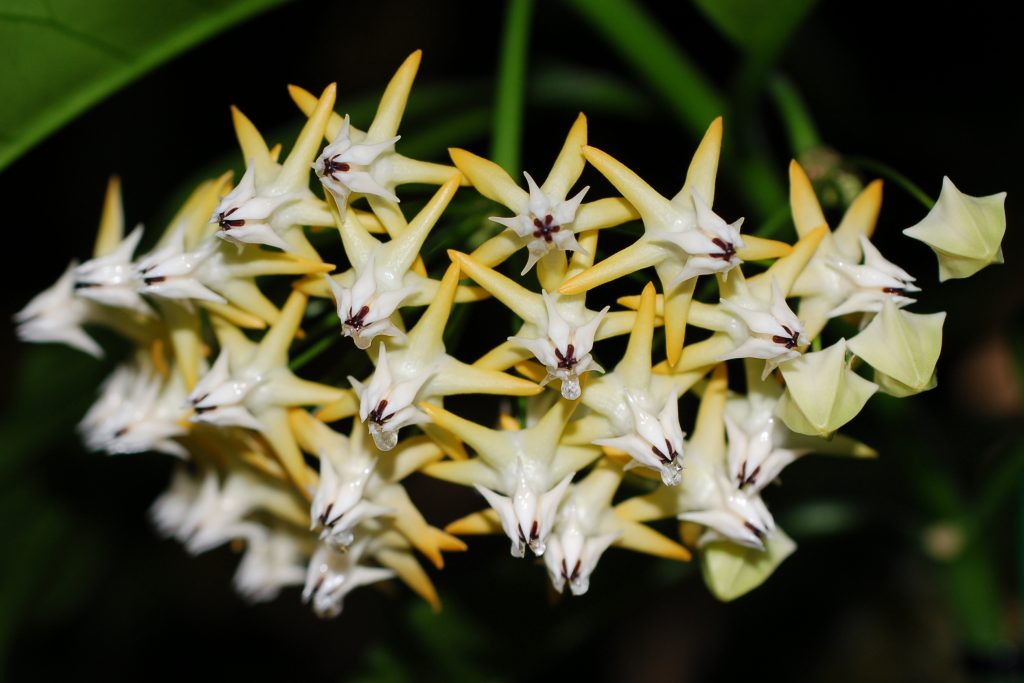 Hoya multiflora