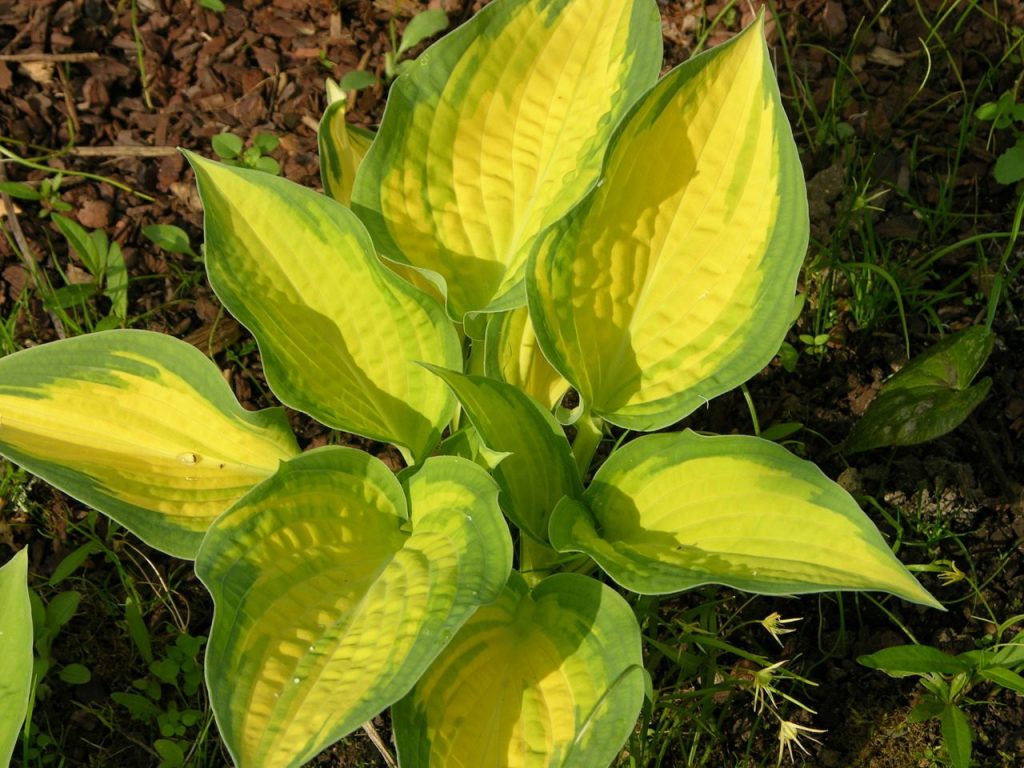 Paglalarawan ng hosta orange marmalade