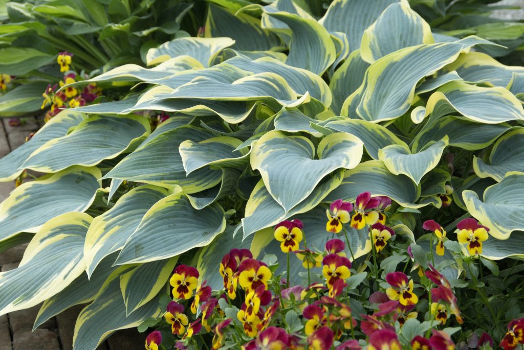 Unang larawan ng frost ng hosta